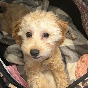 Meet your Posher, Natasha